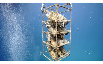 tlass SEA CELLAR -2025 2nd Edition- 海底熟成白ワイン 750ml×1本