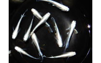 讃岐のめだかの特選めだか&nbsp;サンセット極龍５ペア