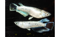 讃岐のめだかの特選めだか&nbsp;ミッドヘイキ１ペア