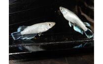 讃岐のめだかの特選めだか&nbsp;フロマヘイキ１ペア