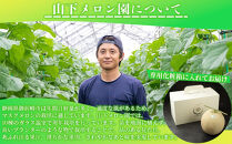 静岡温室メロン 1玉　Ｌ玉1.6kg～1.7kg 最高級のマスクメロン 山下メロン園 高級果実店に仕入るほどの自信のあるメロン ギフト メロン めろん 箱詰め フルーツ 果物  産地直送 甘いメロン 糖度 青肉