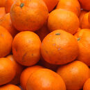 家庭用&nbsp;有田みかん定期便&nbsp;約1kg&nbsp;全3回&nbsp;10月・11月・12月発送