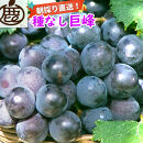 ［先行予約］巨峰&nbsp;約2kg［朝採り］［葡萄・ぶどう］［種なしブドウ］［フルーツ・果物］［2026年8月下旬頃から順次発送］