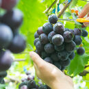 ［先行予約］巨峰&nbsp;約2kg［朝採り］［葡萄・ぶどう］［種なしブドウ］［フルーツ・果物］［2026年8月下旬頃から順次発送］