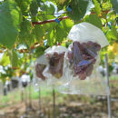 ［先行予約］巨峰&nbsp;約3kg［朝採り］［葡萄・ぶどう］［種なしブドウ］［フルーツ・果物］［2026年8月下旬頃から順次発送］