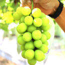 ［先行予約］シャインマスカット&nbsp;約1.2kg［朝採り］［フルーツ・果物］［そのまま食べられる］［2026年8月下旬頃から順次発送］