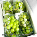 ［先行予約］シャインマスカット&nbsp;約3kg［朝採り］［フルーツ・果物］［そのまま食べられる］［2026年8月下旬頃から順次発送］