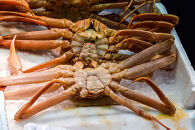 662.ご自宅用　活訳あり松葉ガニ　お任せ大満足の5kgセット【着日指定不可】※2025年11月上旬～2026年3月下旬頃に順次発送予定