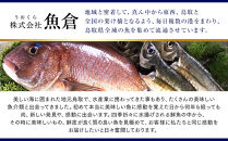 1021.【活】足1本なし　訳あり松葉ガニ　並1枚（500～600g前後）【着日指定不可】※2026年11月上旬～2027年3月下旬頃に順次発送予定《かに&nbsp;カニ&nbsp;蟹》