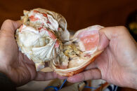 1033.鳥取県産　タグ付きボイル松葉ガニと活松葉ガニの欲張りフルコース中2枚セット　(700g前後)　※2025年11月上旬～2026年3月下旬頃に順次発送予定