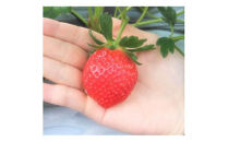 【先行予約】三重県鈴鹿市産&nbsp;いちご&nbsp;とちおとめ&nbsp;12粒