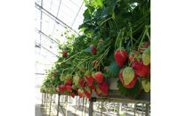 【先行予約】三重県鈴鹿市産&nbsp;いちご&nbsp;とちおとめ&nbsp;12粒