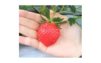 【先行予約】三重県鈴鹿市産 いちご とちおとめ 24粒