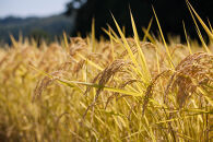 《&nbsp;令和7年産&nbsp;&nbsp;》&nbsp;定期便&nbsp;5kg&nbsp;×&nbsp;3ヶ月&nbsp;魚沼産コシヒカリ&nbsp;一等米&nbsp;(&nbsp;慣行栽培&nbsp;)