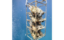 tlass SEA CELLAR -2024 1st Edition- 海底熟成前後飲み比べ赤ワイン 750ml×2本