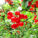 令和8年産【先行受付】山形県産さくらんぼ＜佐藤錦&nbsp;秀品＞400g(200g×2P)　