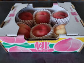 【令和8年6月発送開始】中山町&nbsp;厳選のフルーツ！&nbsp;中山町旬のフルーツ定期便　全3回（さくらんぼ&nbsp;佐藤錦&nbsp;/&nbsp;白桃&nbsp;/&nbsp;ラ・フランス&nbsp;）