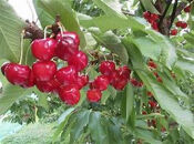 令和8年産【先行受付】山形県産さくらんぼ＜やまがた紅王&nbsp;特秀品＞30粒　プレミアム　4L