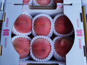 【令和8年6月発送開始】山形県&nbsp;厳選のフルーツ！&nbsp;山形県旬のフルーツ定期便　全3回（さくらんぼ&nbsp;佐藤錦&nbsp;&nbsp;/&nbsp;白桃&nbsp;/&nbsp;ラ・フランス&nbsp;）