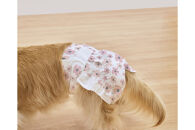 【38枚入り×6袋】ペット用おむつ　ピタフィット　ＸＳ　３８枚入　女の子用　NPD-XS38