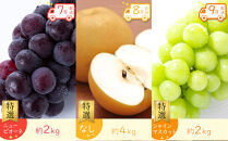 【全12回】《プレミアム等級選果実！》坂出市四季のオススメ！旬果実単品定期便♪