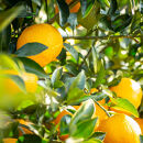 柑橘農家手作り!&nbsp;無添加柑橘ジャム&nbsp;4種食べ比べセット&nbsp;フルーツ&nbsp;柑橘&nbsp;オレンジ◇