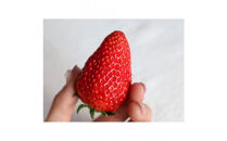 Sランク★静岡県産いちご 紅ほっぺ250ｇ×2パック(1パック約250ｇ 8～14粒）【北海道・沖縄・離島 配送不可】