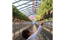 Sランク★静岡県産いちご 紅ほっぺ250ｇ×2パック(1パック約250ｇ 8～14粒）【北海道・沖縄・離島 配送不可】