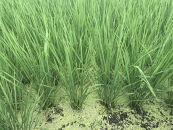 【令和7年産新米】中道農園 自然栽培 朝日 希 白米 2.5kg 肥料不使用、自然の力だけで栽培！農薬・化学肥料不使用｜JAS認証 オーガニック｜真空包装 防災備蓄対応｜ふるさと納税 滋賀県野洲市