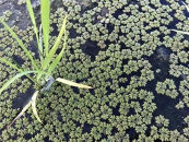 【令和7年産新米】中道農園 有機栽培 コシヒカリ 優 ７分づき 10kg 防災備蓄にも便利！真空包装で長期保存可能｜オーガニック JAS認証｜農薬不使用・化学肥料不使用｜ふるさと納税 滋賀県野洲市