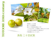 数量限定&nbsp;鳥取県産&nbsp;梨&nbsp;訳あり&nbsp;ご自宅用&nbsp;二十世紀梨&nbsp;5kg