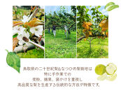 数量限定&nbsp;鳥取県産&nbsp;梨&nbsp;訳あり&nbsp;ご自宅用&nbsp;二十世紀梨&nbsp;5kg