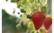 【訳アリ&nbsp;冷凍いちご】静岡県産の完熟紅ほっぺを使用した冷凍いちご1kg【静岡県産】