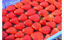 【訳アリ&nbsp;冷凍いちご】静岡県産の完熟紅ほっぺを使用した冷凍いちご1kg【静岡県産】