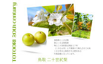 ※価格変更※【数量限定】鳥取県産&nbsp;梨&nbsp;訳あり&nbsp;ご自宅用&nbsp;二十世紀梨&nbsp;5kg