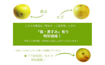 ※価格変更※【数量限定】鳥取県産&nbsp;梨&nbsp;訳あり&nbsp;ご自宅用&nbsp;二十世紀梨&nbsp;5kg