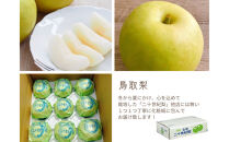 ※価格変更※【数量限定】鳥取県産&nbsp;梨&nbsp;訳あり&nbsp;ご自宅用&nbsp;二十世紀梨&nbsp;5kg