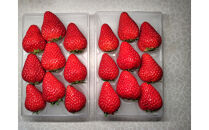 先行受付【静岡県産いちご】完熟紅ほっぺ・きらぴ香2パックセット（300g×2パック）【2026年1月下旬以降発送予定】●