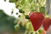 先行受付【静岡県産いちご】完熟紅ほっぺ・きらぴ香2パックセット（300g×2パック）【2026年1月下旬以降発送予定】●