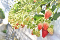 先行受付【静岡県産いちご】完熟紅ほっぺ・きらぴ香2パックセット（300g×2パック）【2026年1月下旬以降発送予定】●