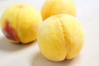 和歌山の黄桃(黄貴妃) 約2kg 【濃厚】 先行予約【9月上旬～中旬発送】