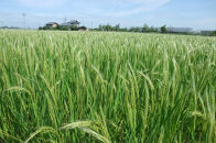 幻の米「白藤」で醸したお酒飲みくらべセット　720ml×2