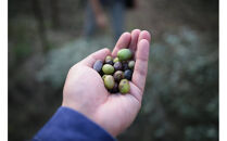 【小豆島産ブレンド】ピュアオリーブオイル2本