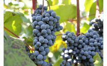 信州みやだワイン　紫輝2024　720ml×1本 （長野県 宮田村 国産 本坊酒造 ワイン わいん お酒 アルコール 家飲み ギフト プレゼント バースデー お祝い）