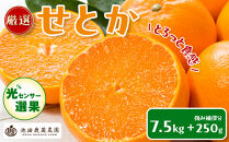 ［先行予約］厳選&nbsp;せとか7.5kg+250g（傷み補償分［柑橘・春みかんの王様］［光センサー選果・食べ頃出荷］