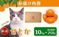 ［先行予約］厳選&nbsp;せとか10kg+250g（傷み補償分）［柑橘・春みかんの王様］［光センサー選果・食べ頃出荷］