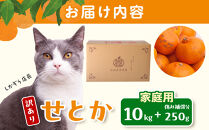 ［先行予約］家庭用&nbsp;せとか10kg+250g（傷み補償分）［柑橘・春みかんの王様］［わけあり・訳あり］［光センサー選果・食べ頃出荷］