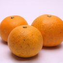 ［先行予約］家庭用&nbsp;樹上完熟はっさく1.5kg+250g（傷み補償分）［有田の春みかん・五月八朔・木生りはっさく］［光センサー選別］［訳あり・わけあり］