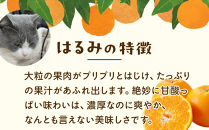 ［先行予約］家庭用&nbsp;はるみ10kg+250g（傷み補償分）［デコポンの姉妹品種・新食感春みかん］［わけあり・訳あり］