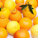 ［先行予約］厳選&nbsp;柑橘詰合せ10kg+250g（傷み補償分）［有田の春みかん詰め合わせ・フルーツ詰め合せ・オレンジつめあわせ］［光センサー選別］